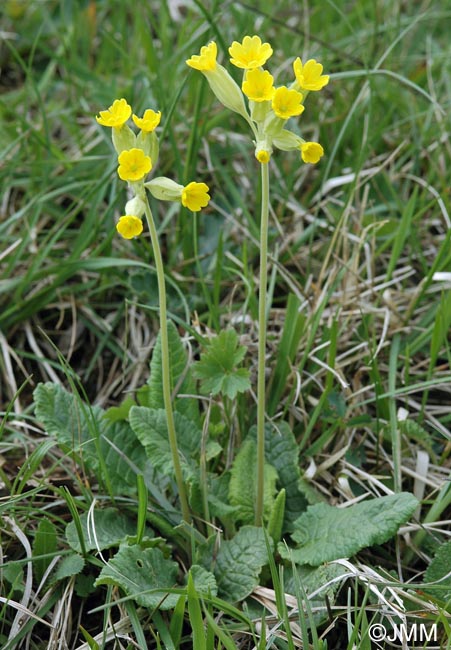 Primula veris