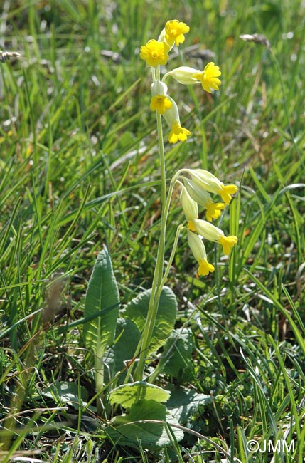 Primula veris