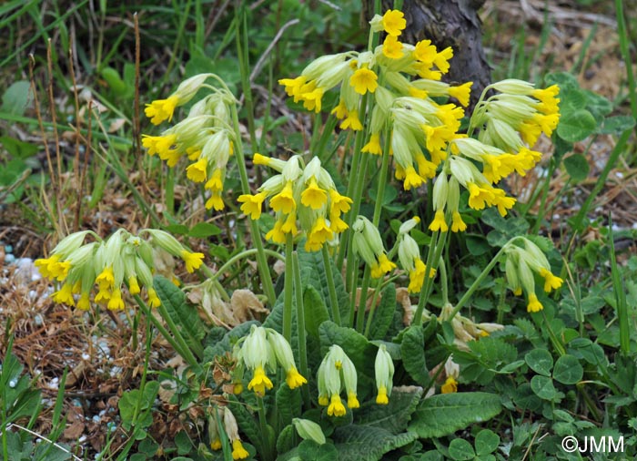 Primula veris