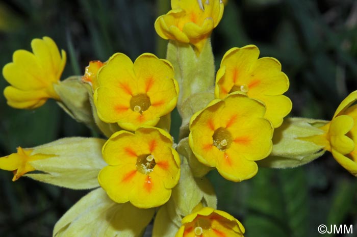 Primula veris