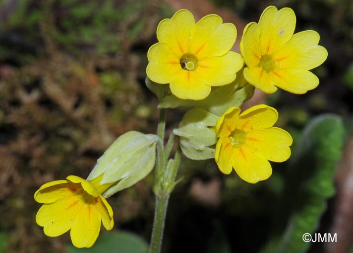 Primula veris