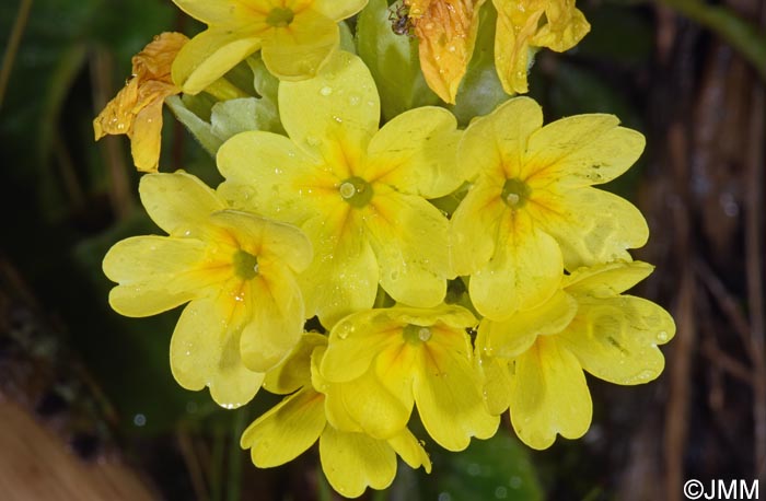 Primula veris var. columnae