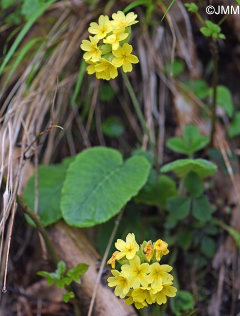 Primula veris var. columnae