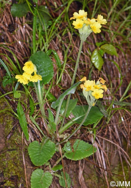 Primula veris var. columnae