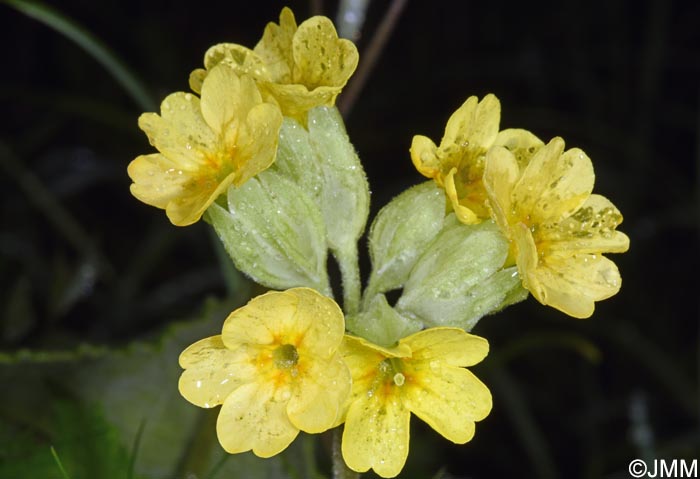 Primula veris var. columnae