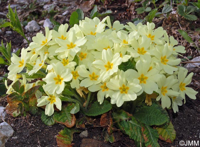 Primula vulgaris subsp. vulgaris