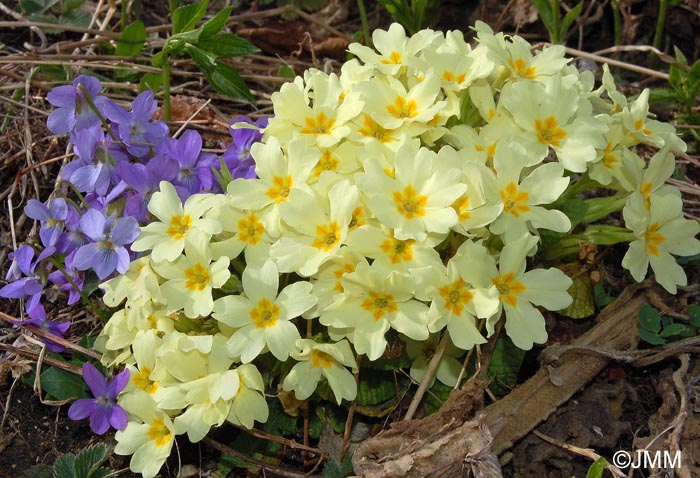 Primula vulgaris subsp. vulgaris