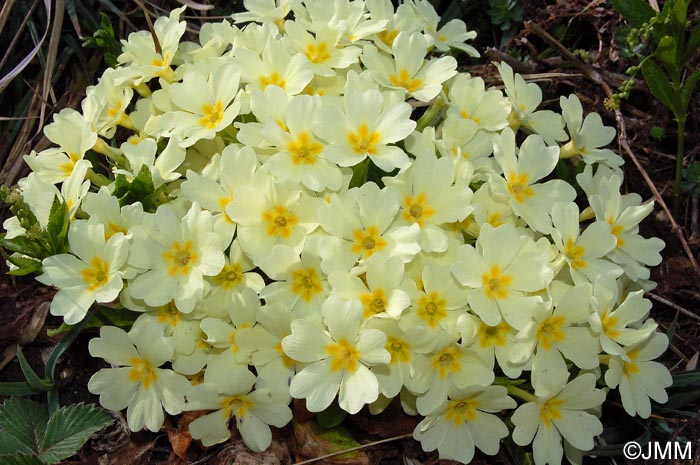 Primula vulgaris subsp. vulgaris