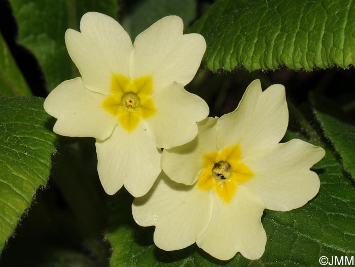 Primula vulgaris subsp. vulgaris
