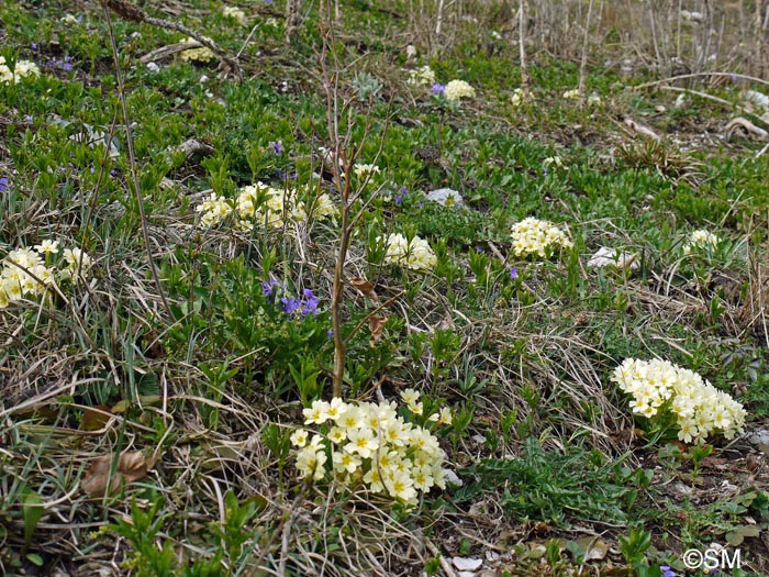 Primula vulgaris subsp. vulgaris