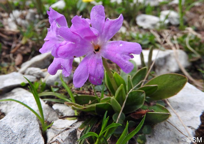 Primula wulfeniana