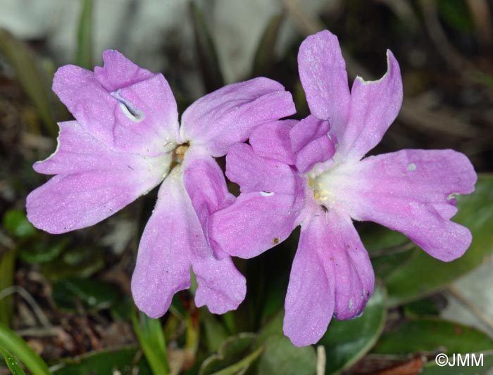 Primula wulfeniana