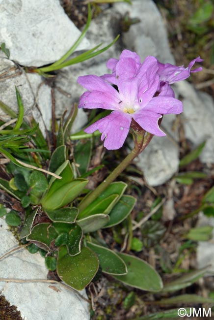 Primula wulfeniana