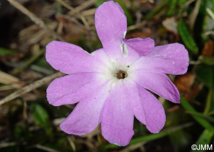 Primula wulfeniana