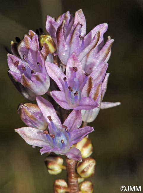 Prospero autumnale = Scilla autumnalis