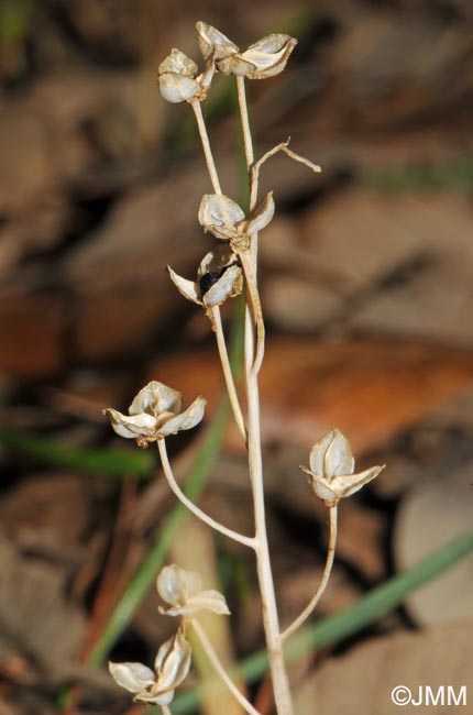 Prospero autumnale = Scilla autumnalis