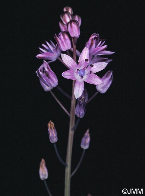 Prospero autumnale = Scilla autumnalis