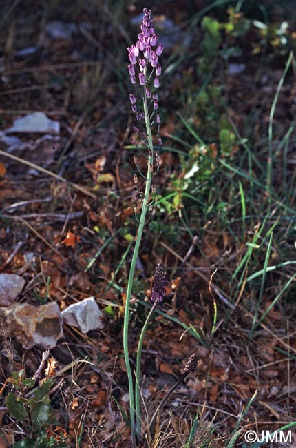 Prospero autumnale = Scilla autumnalis