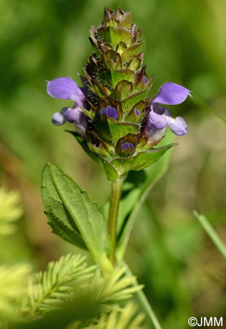 Prunella grandiflora