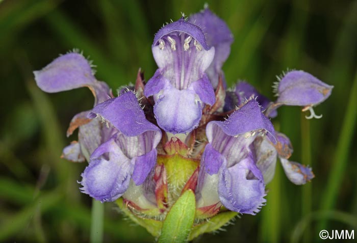 Prunella grandiflora