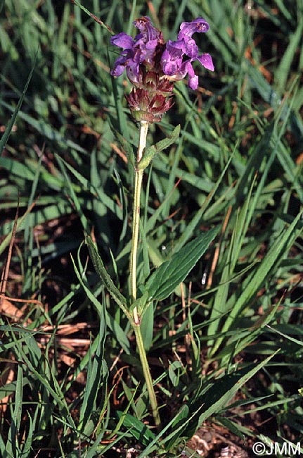 Prunella grandiflora