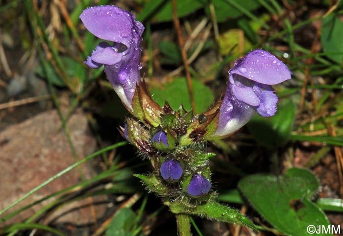 Prunella hastifolia = Prunella grandiflora subsp. pyrenaica