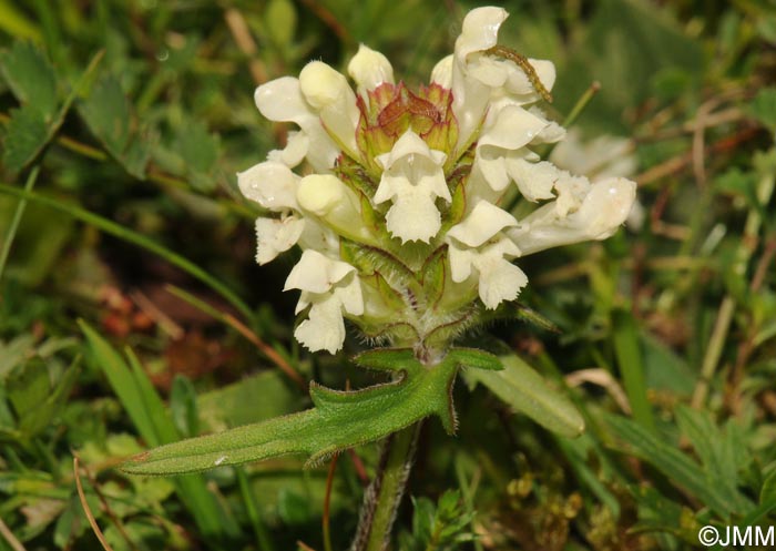 Prunella laciniata