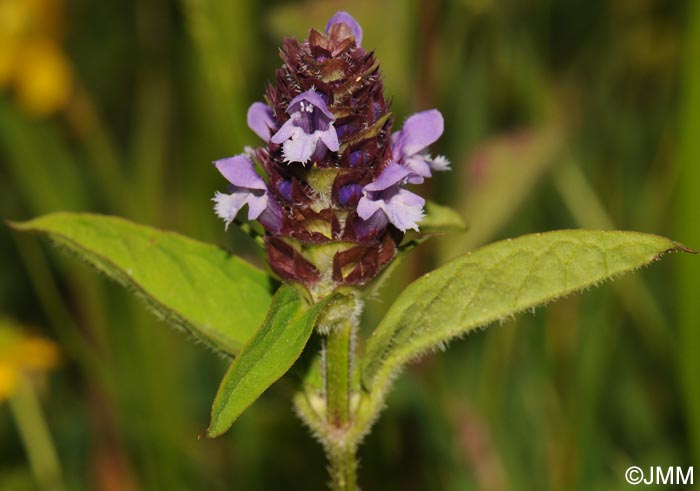 Prunella vulgaris