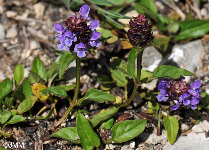 Prunella vulgaris