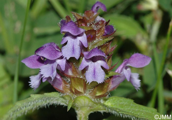 Prunella vulgaris