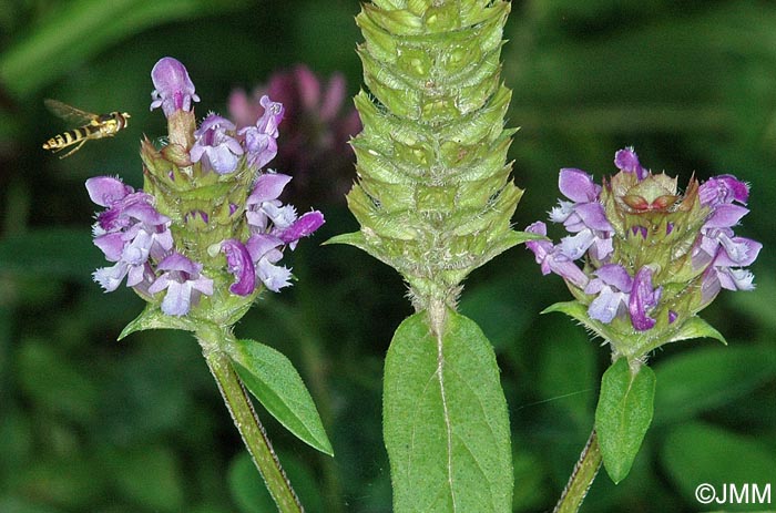 Prunella vulgaris