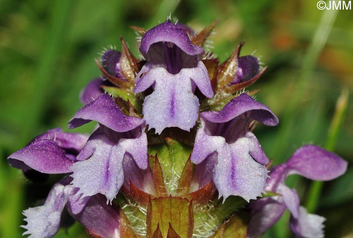 Prunella vulgaris