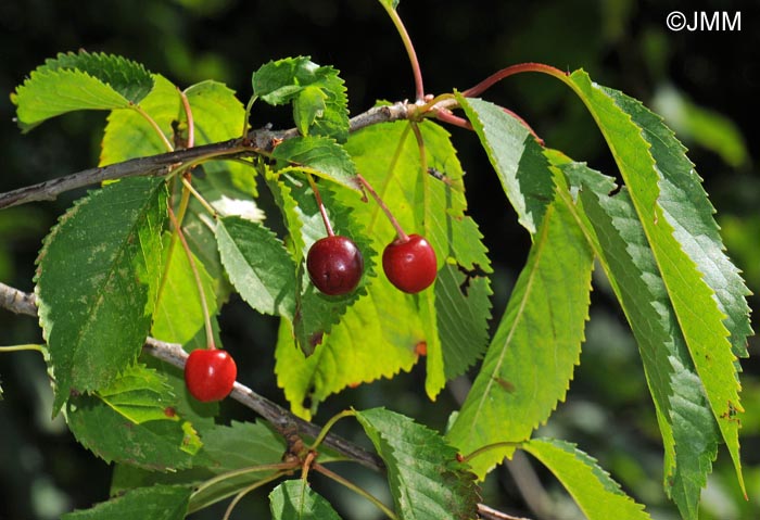 Prunus avium