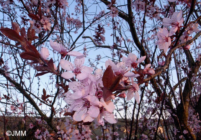 Prunus cerasifera f. spaethiana