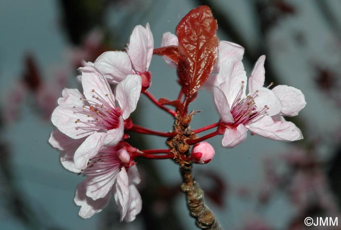 Prunus cerasifera f. spaethiana