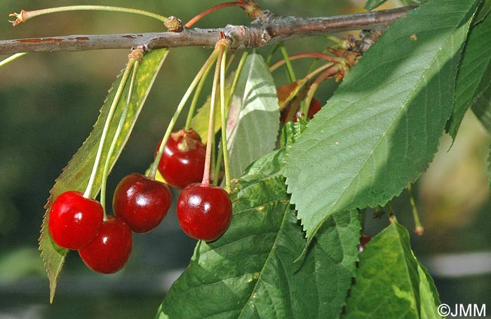 Prunus cerasus