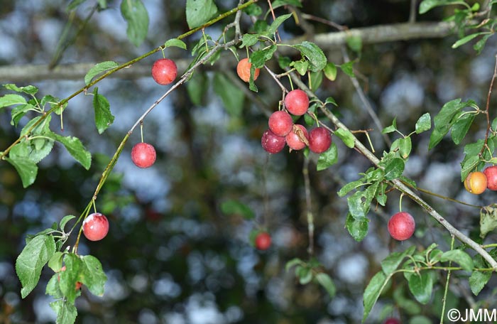 Prunus insititia