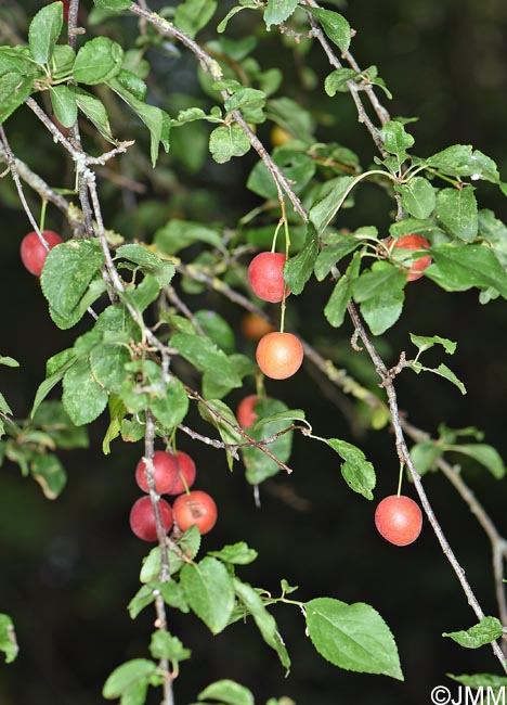 Prunus insititia