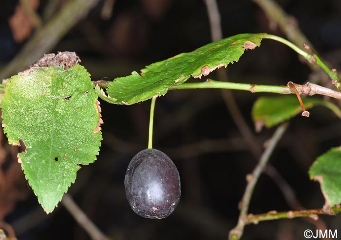 Prunus insititia