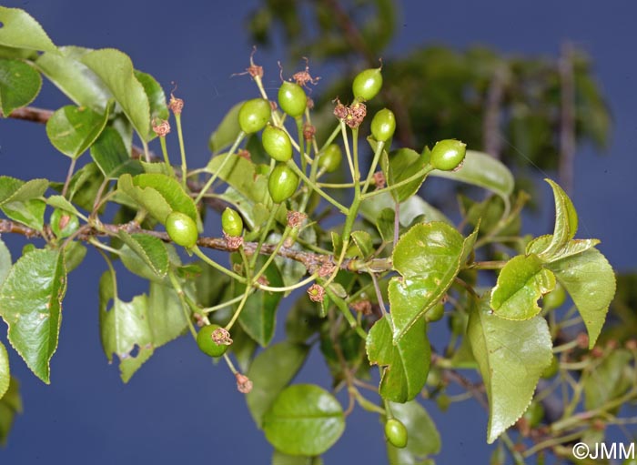 Prunus mahaleb