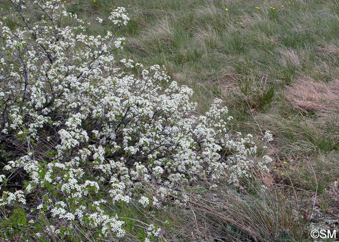 Prunus mahaleb