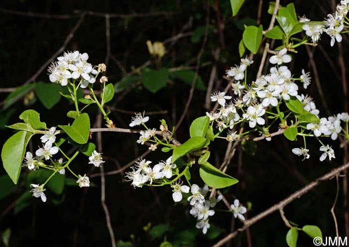 Prunus mahaleb