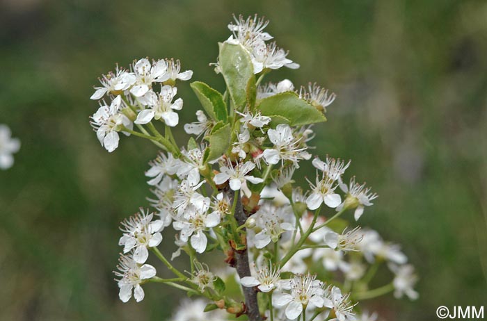 Prunus mahaleb