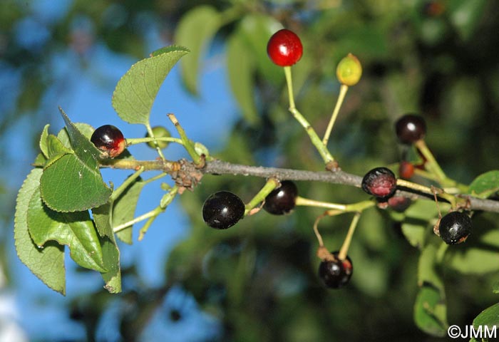 Prunus mahaleb