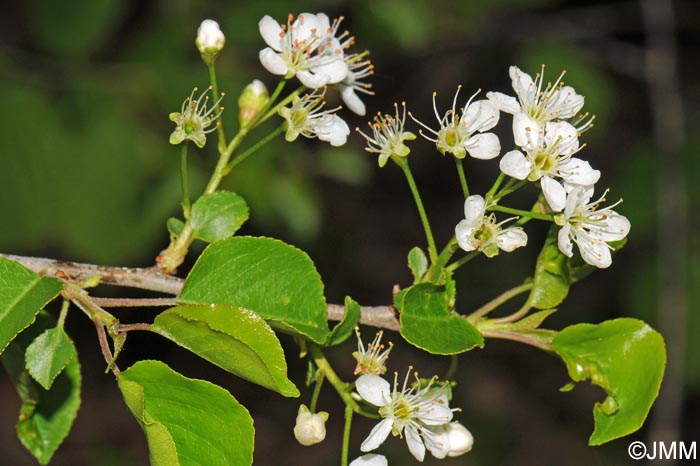 Prunus mahaleb