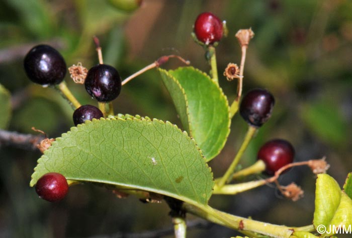 Prunus mahaleb