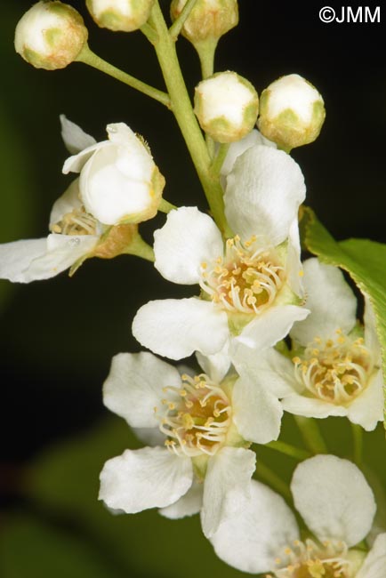 Prunus padus