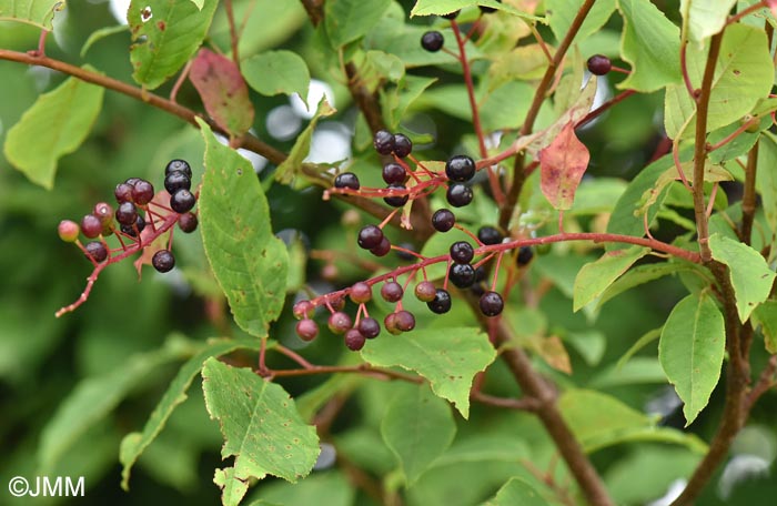 Prunus padus