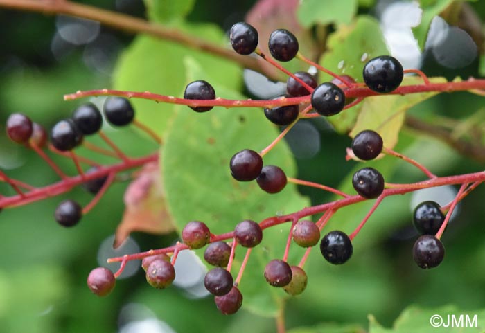 Prunus padus