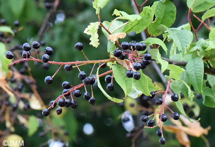 Prunus padus